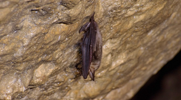 Animation dans la grotte du Castellas