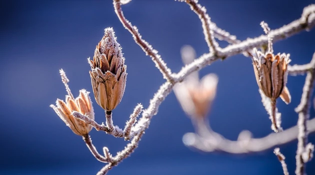 Calamité agricole suite au gel