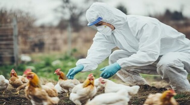 Influenza aviaire