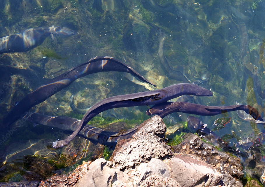 Pêche en eau douce : anguilles