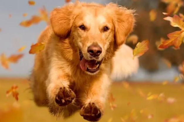 Guide Chiens